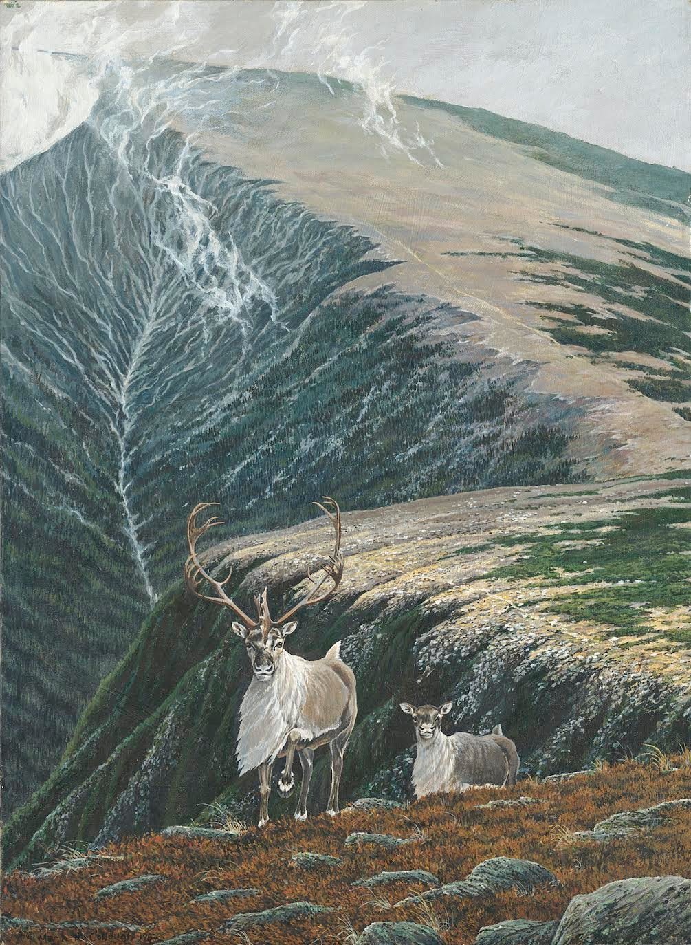 Caribou on Katahdin illustration by Mark McCollough