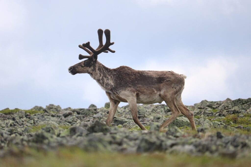 woodland caribou