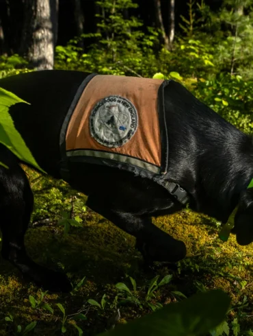 Black Lab Chili Bean, one of the Science Dogs of New England