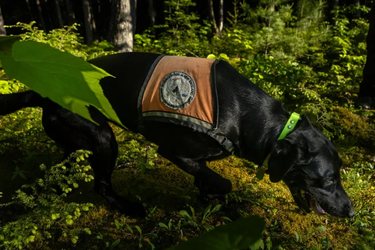 Black Lab Chili Bean, one of the Science Dogs of New England