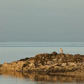 a coyote standing on the edge of Kimball Island, in Penobscot Bay