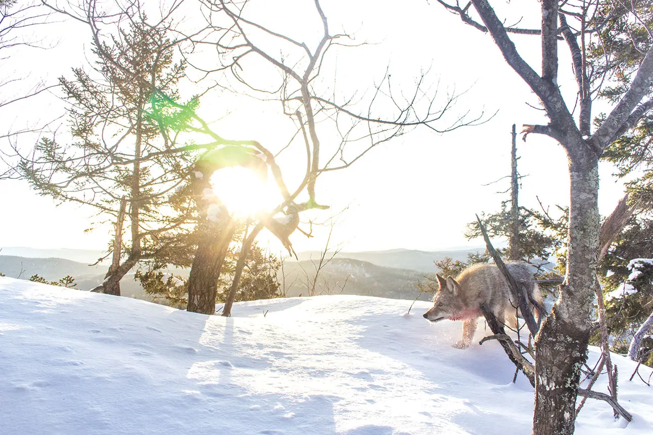 a coyote in the snow