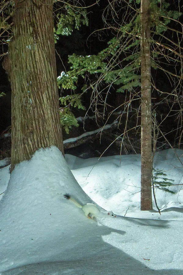 short-tailed weasel in its white winter coat, which turns brown in summer