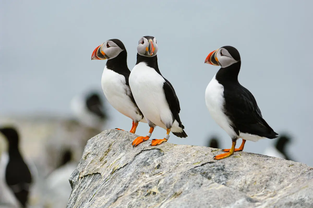 Atlantic puffins
