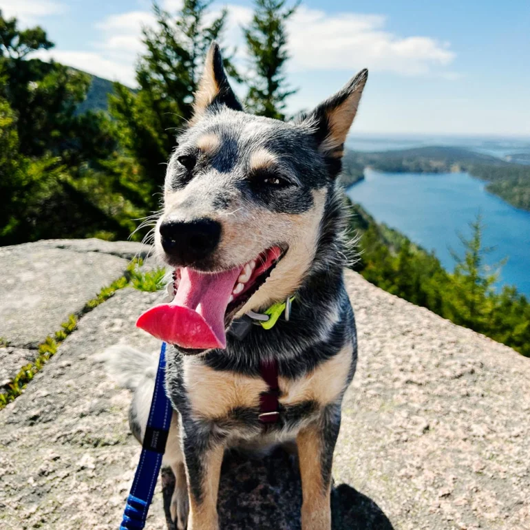 dog on mountain