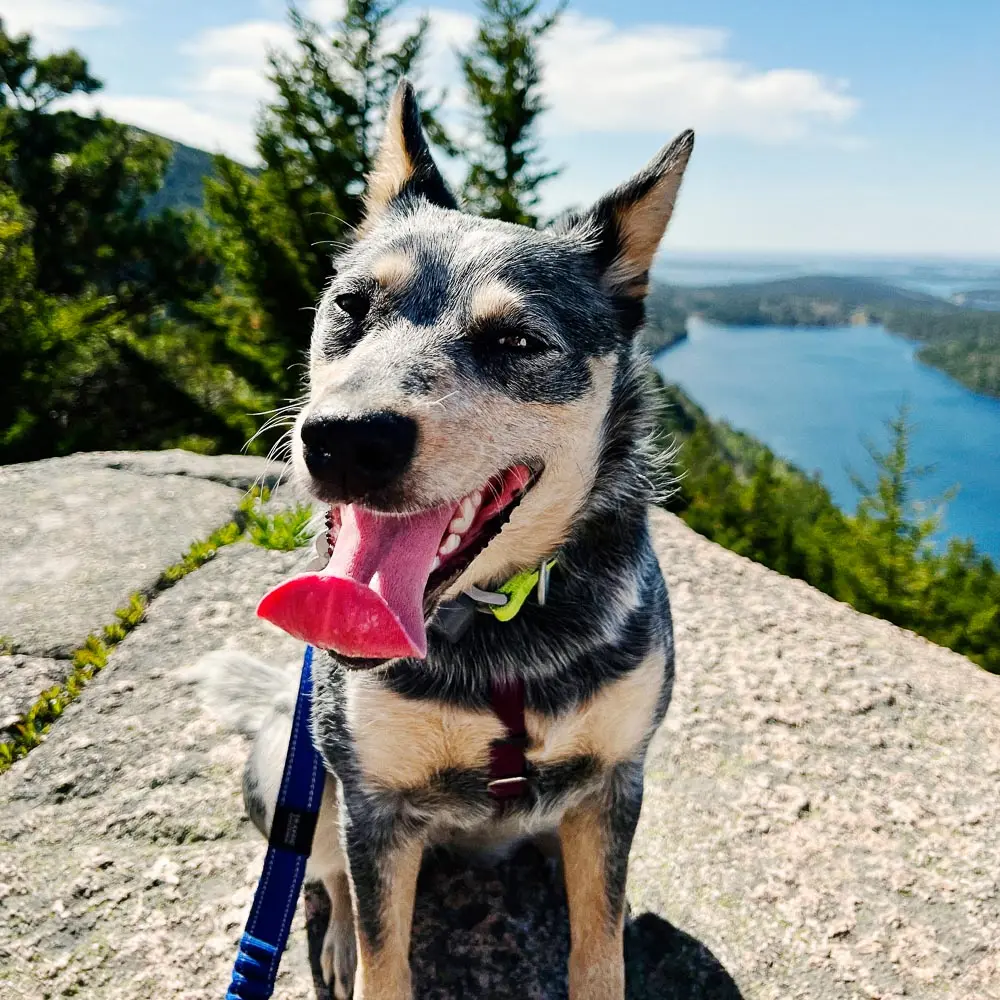 dog on mountain