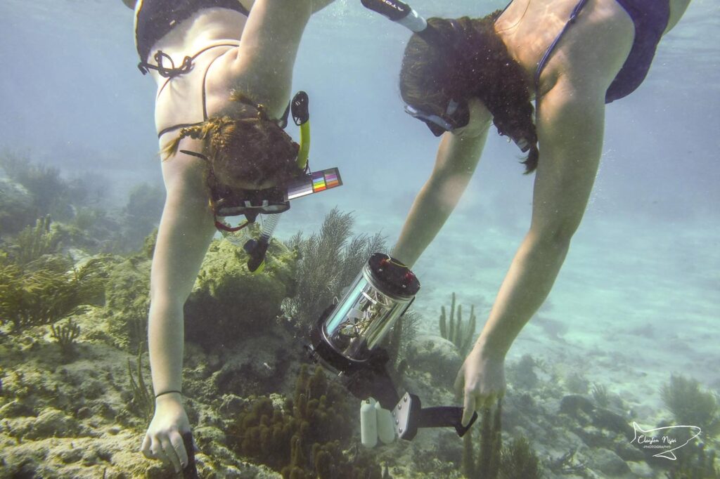 people snorkeling 