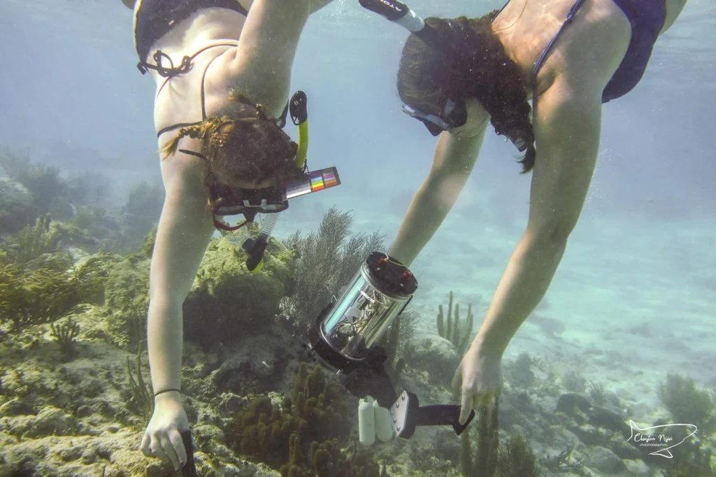 people snorkeling