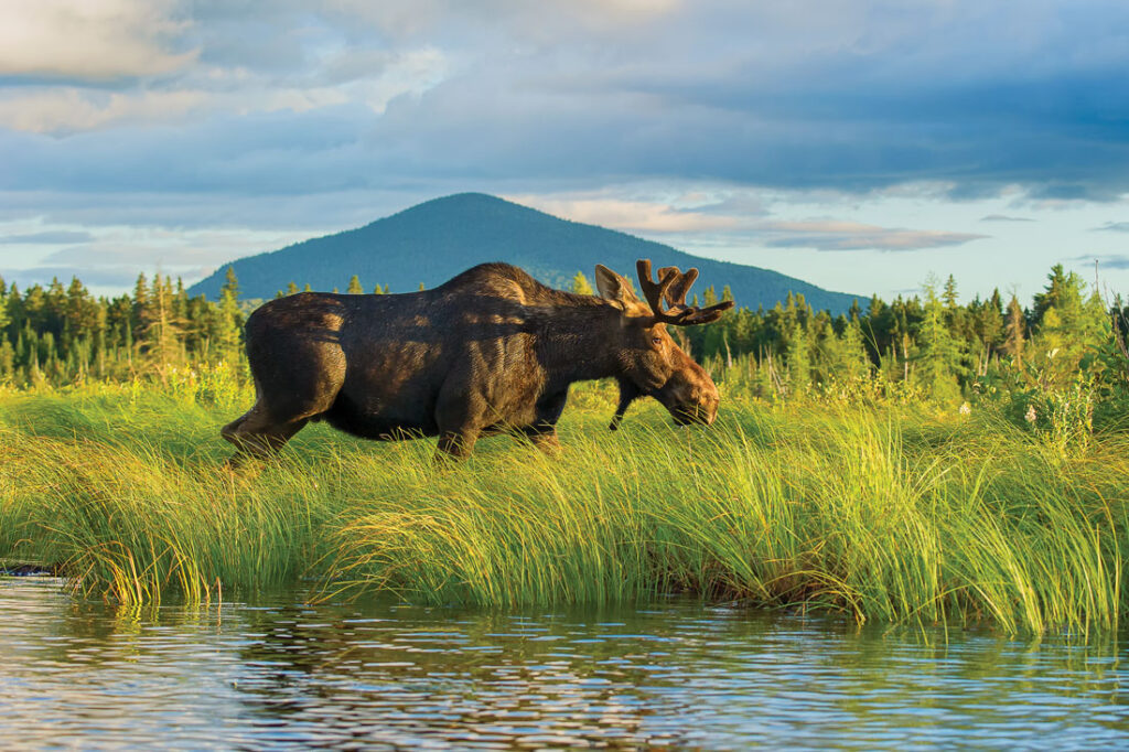 A bull moose along the Allagash Wilderness Waterway