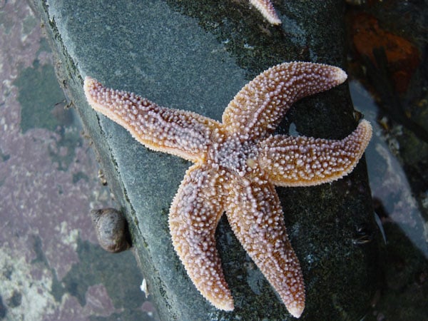 a northern sea star