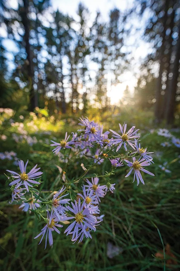 green flowers