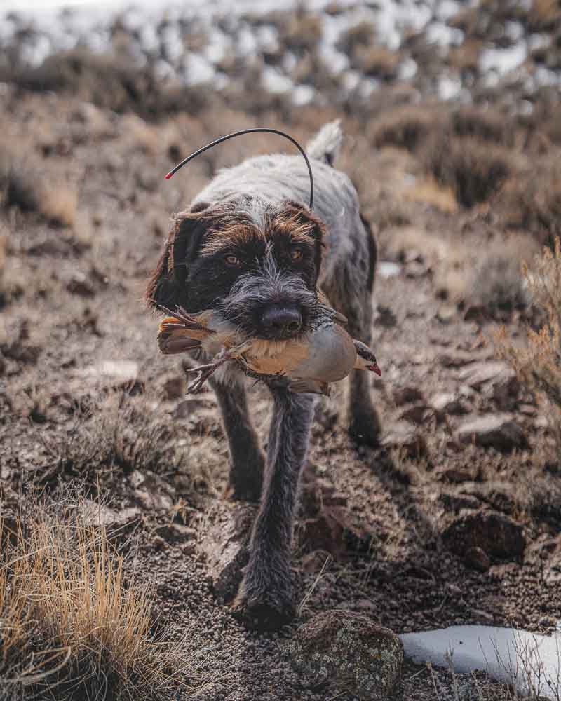 dog with bird