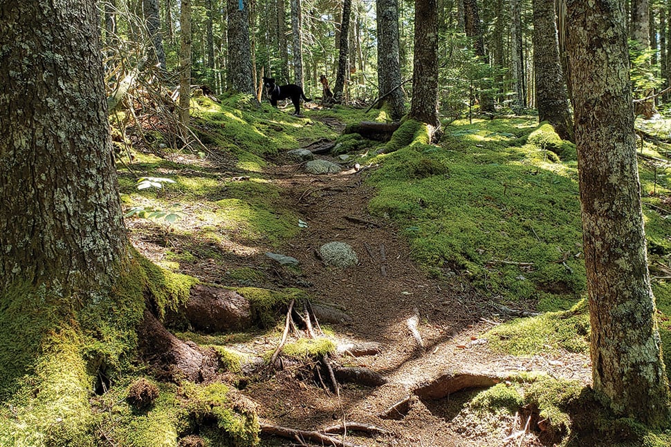 Bog Brook Cove, Cutler and Trescott, Maine