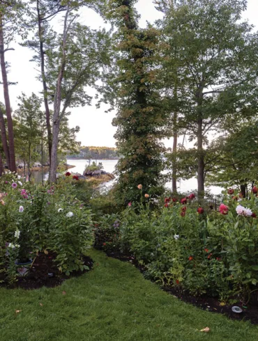Judy Stallworth's dahlia garden in West Bath, Maine