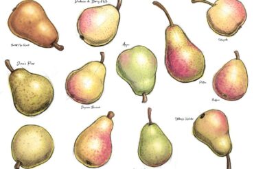 pear varieties