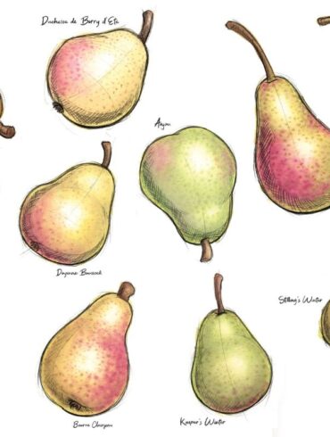 pear varieties