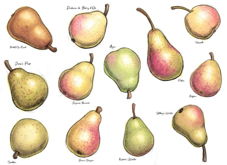 pear varieties