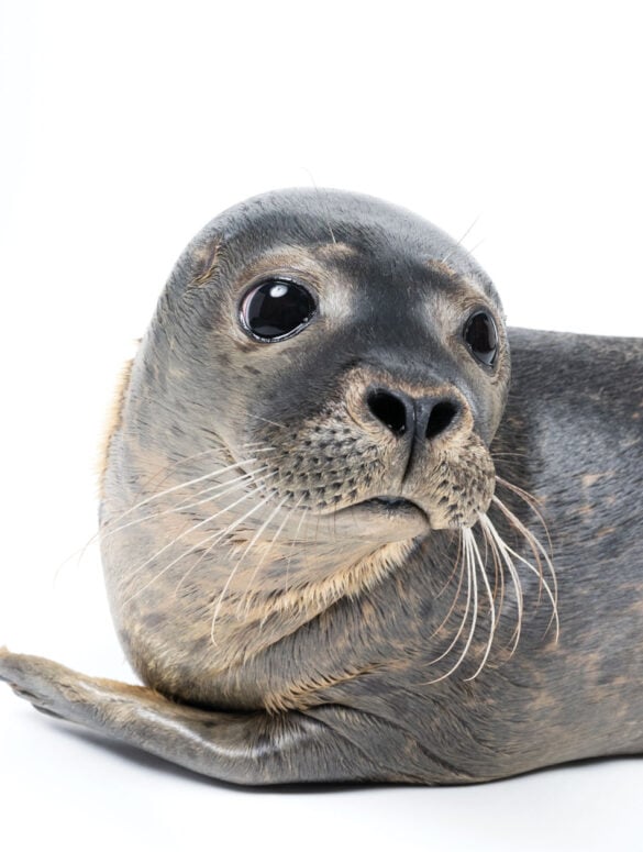 A seal named Number 39, rehabbing at Marine Mammals of Maine