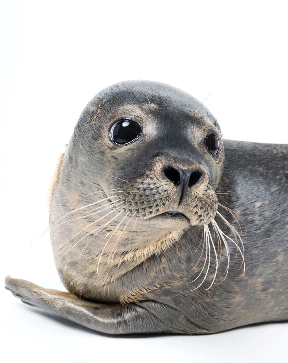 A seal named Number 39, rehabbing at Marine Mammals of Maine