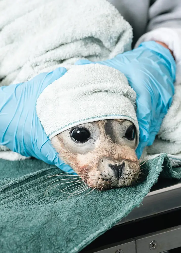 A young harbor seal is treated at the largest pinniped rehab facility in the northeastern U.S.