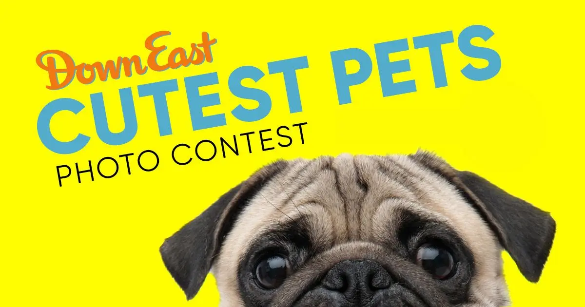 Down East Cutest Pets Photo Contest