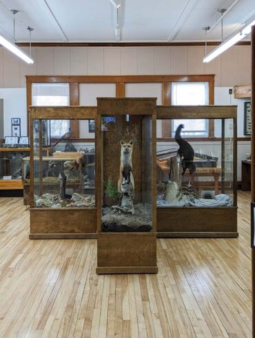 exhibition cases a the Nylander Museum of Natural History