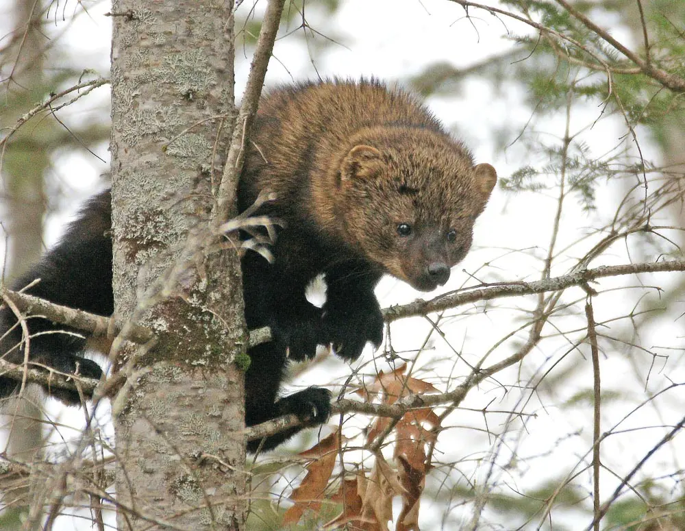 a fisher in a tree