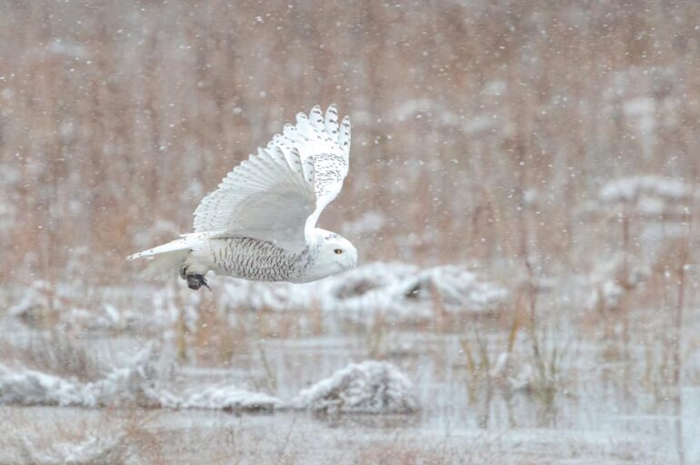 snowy owl flying