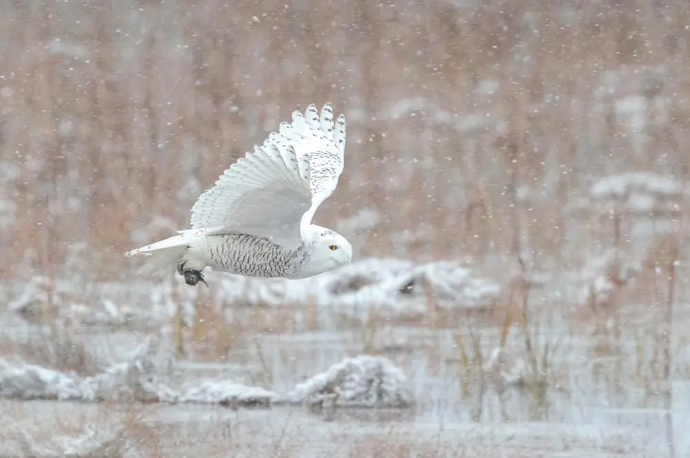 snowy owl flying
