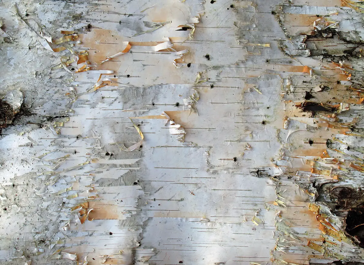 peeling birch bark