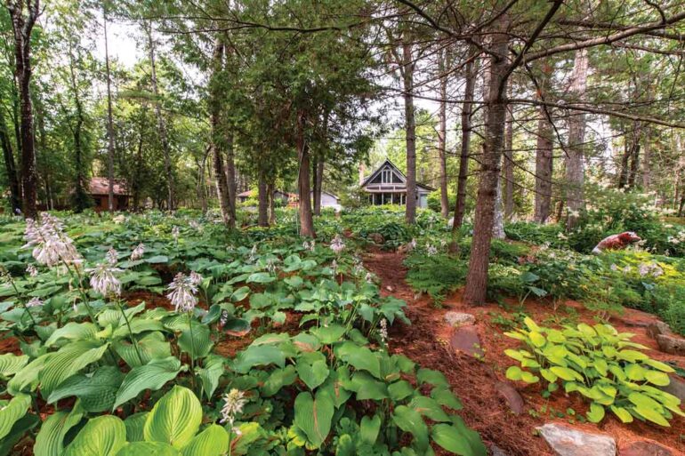 500 hosta varieties carpet the two-acre grove between the Schmidts’ house and the pond