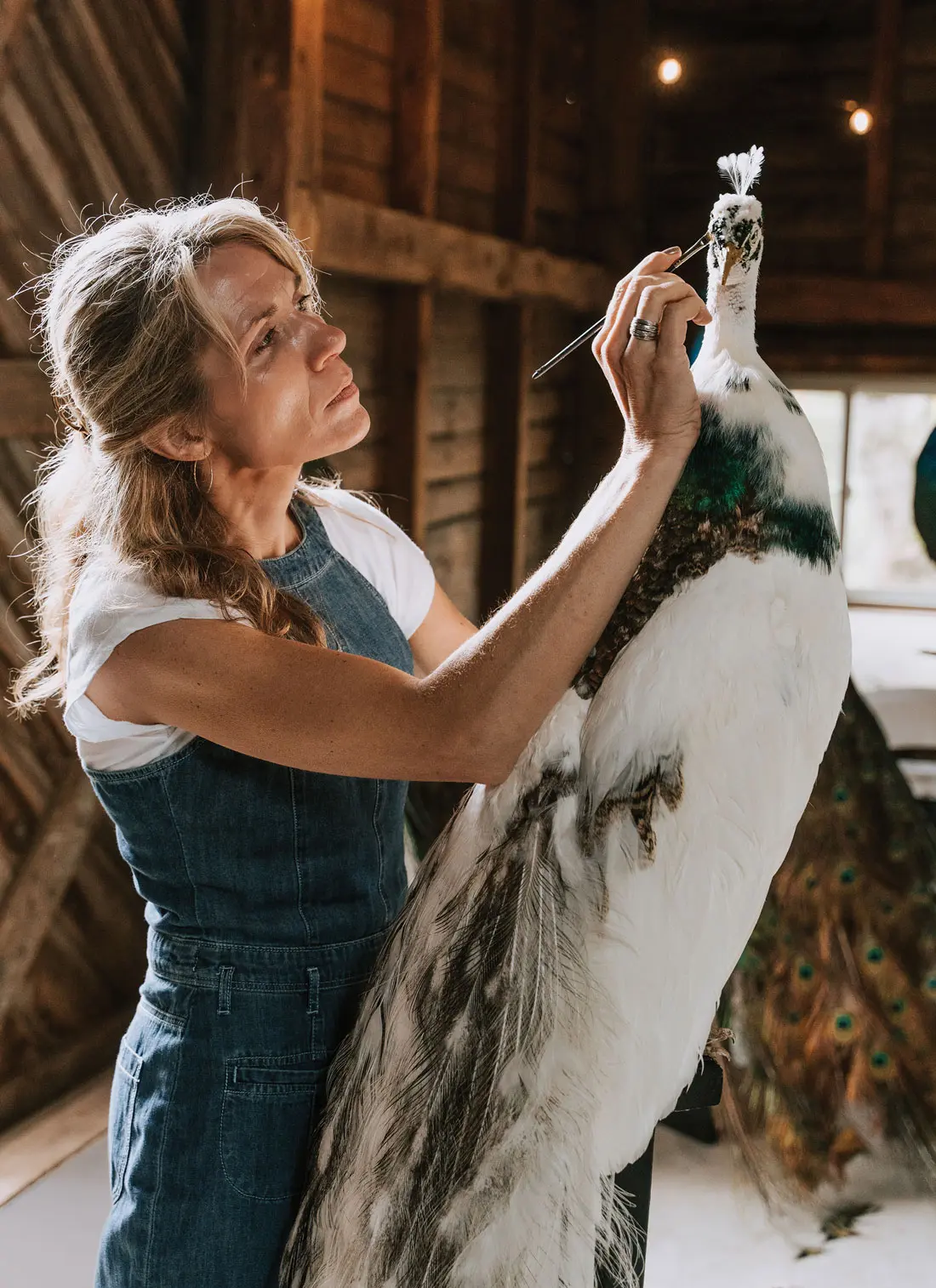 Taxidermist Bethany Hickey working on a silver pied peacock