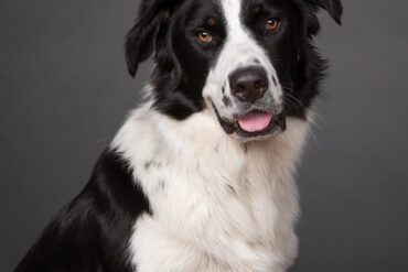 Photographer Aliza Eliazarov's Great Pyrenees-Border-collie mix