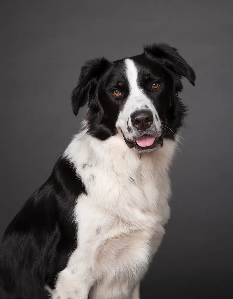 Photographer Aliza Eliazarov's Great Pyrenees-Border-collie mix