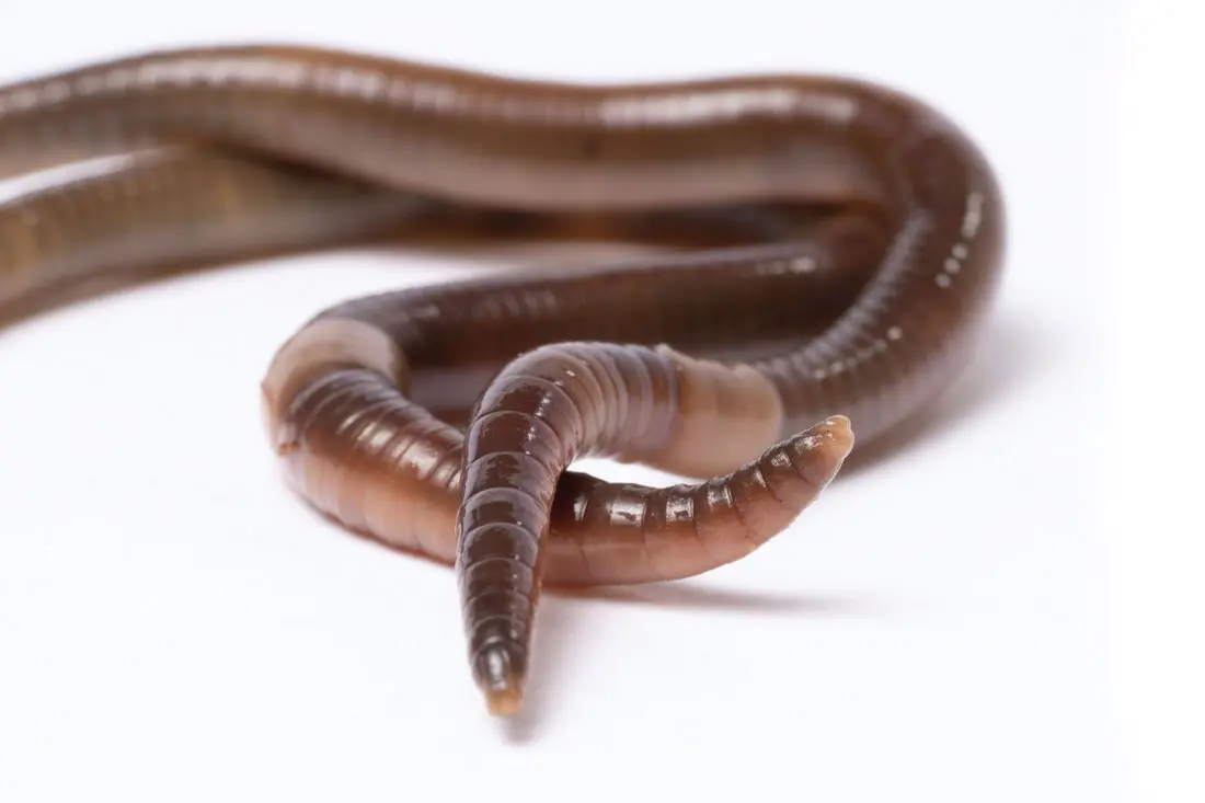 a Jumping worm — also known as a crazy worm, a snake worm, and an Alabama jumper