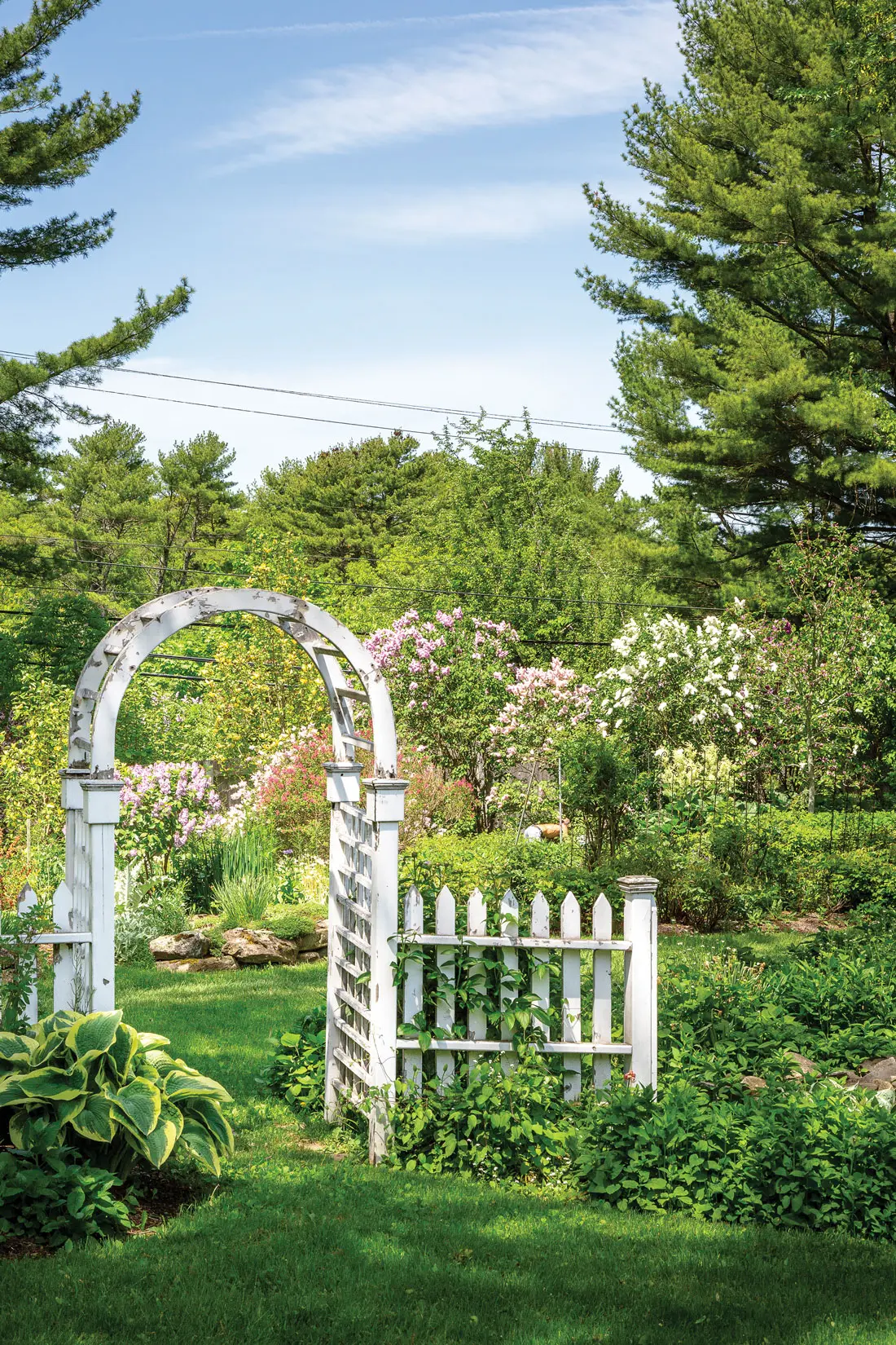 lilac garden in Northport Maine