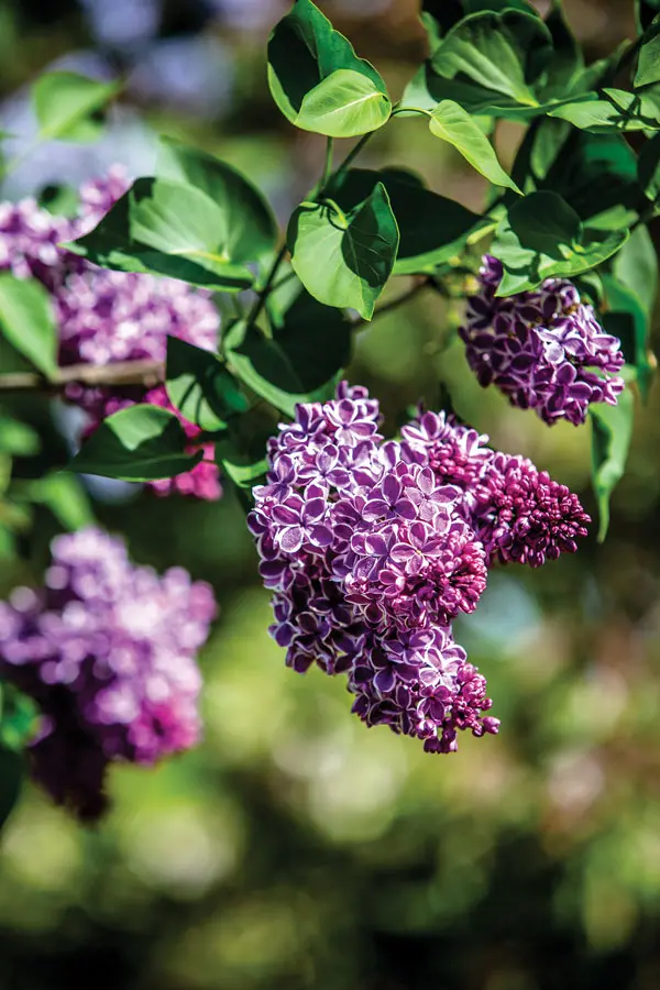 purple lilac