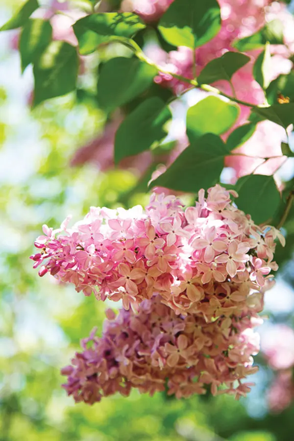 pink lilac