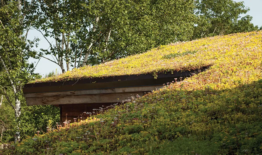 green roof