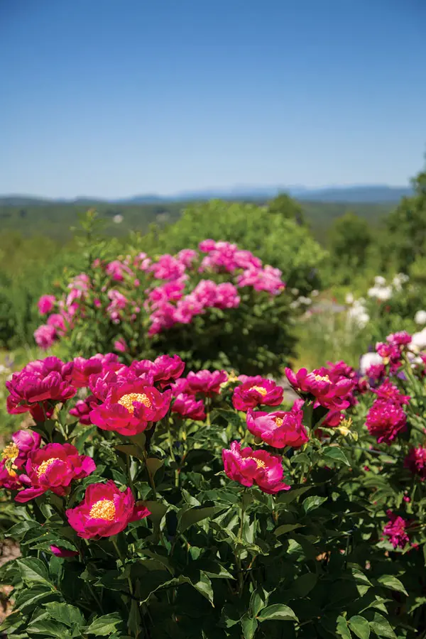 flowers