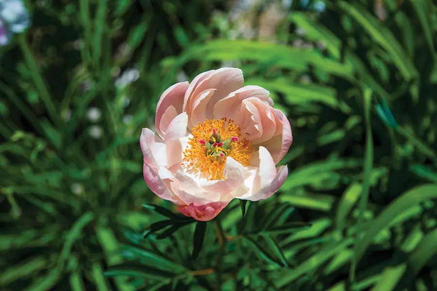 flower