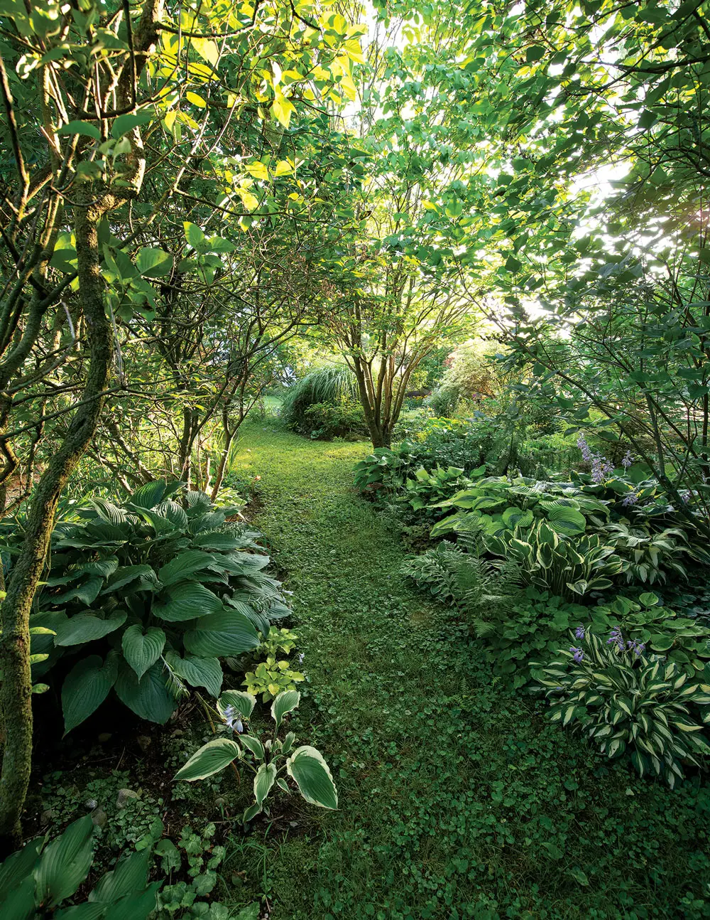hostas in Maine