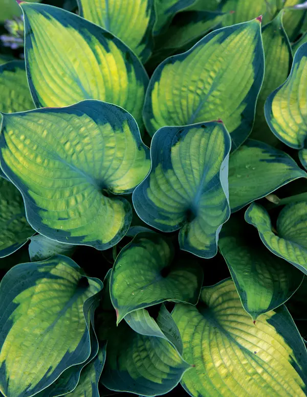 hostas