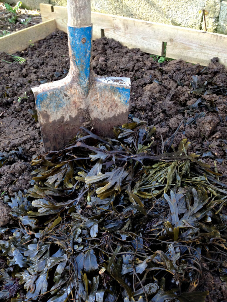 spade shoved in garden bed next to pile of seaweed