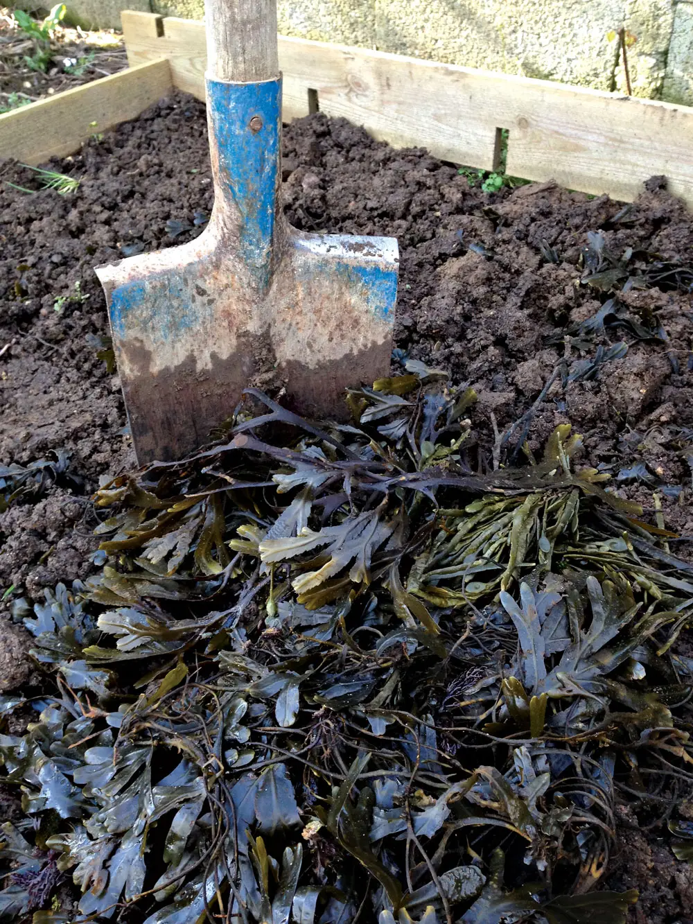spade shoved in garden bed next to pile of seaweed