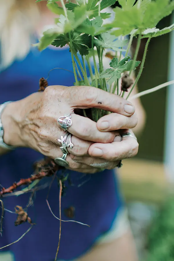 a perennial division for transplanting