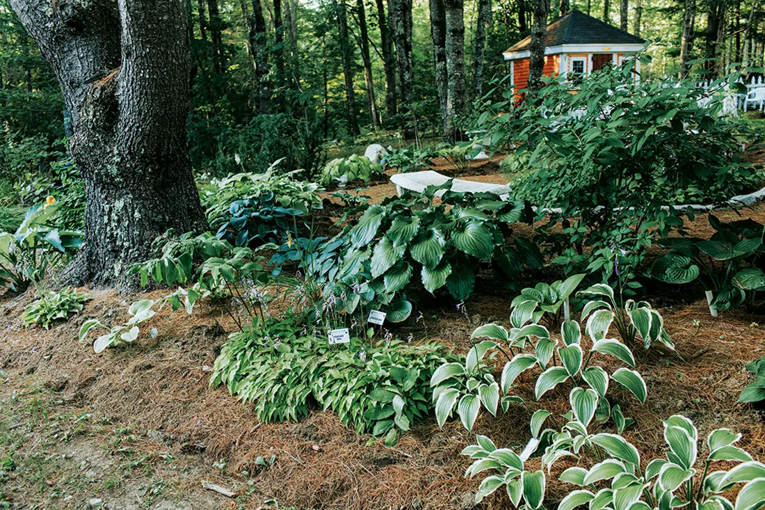 Hostas in the shade garden