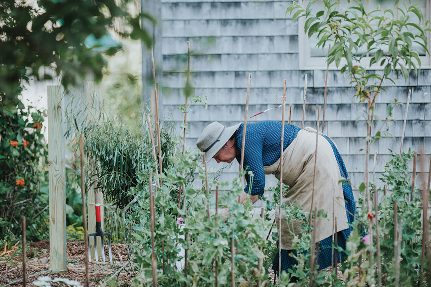 Amy Pollien tending to peas.