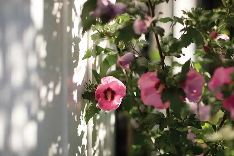 roses of Sharon