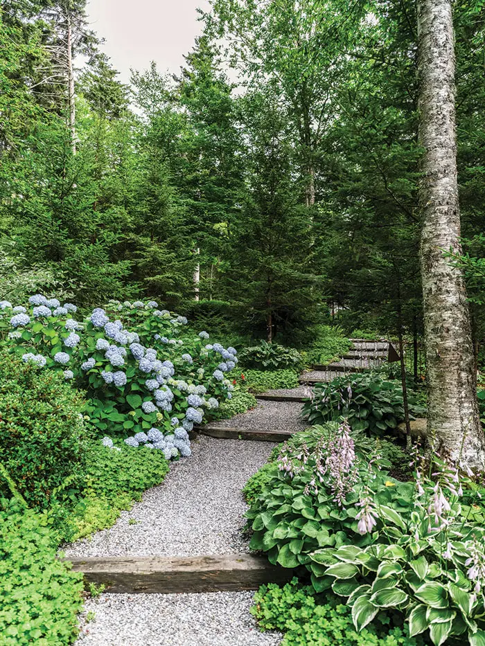 A garden path lined with hostas and hydrangeas.